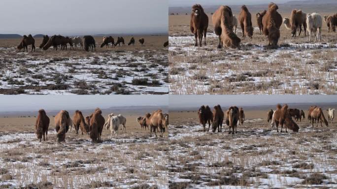 骆驼视频 戈壁滩骆驼 绿色天然草原畜牧业