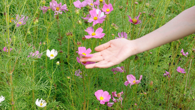 格桑花