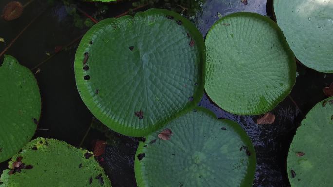 维多利亚亚马逊（Victoria Amazonica）或维多利亚雷吉亚（Victoria Regia