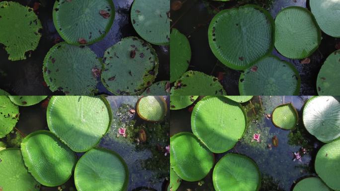 维多利亚亚马逊（Victoria Amazonica）或维多利亚雷吉亚（Victoria Regia