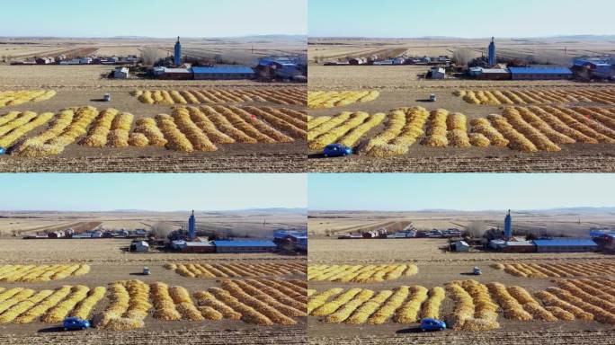 航拍秋天堆满玉米的大地村庄