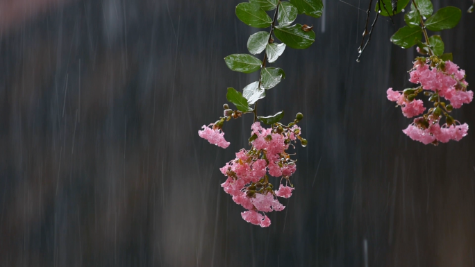 唯美下雨氛围艳丽紫荆花雨中娇艳花朵