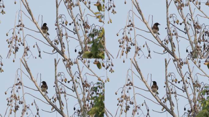 Brown Jay，墨西哥