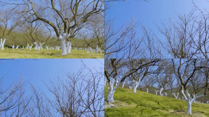 梅花林十里梅林萝岗香雪公园梅林梅树梅稍