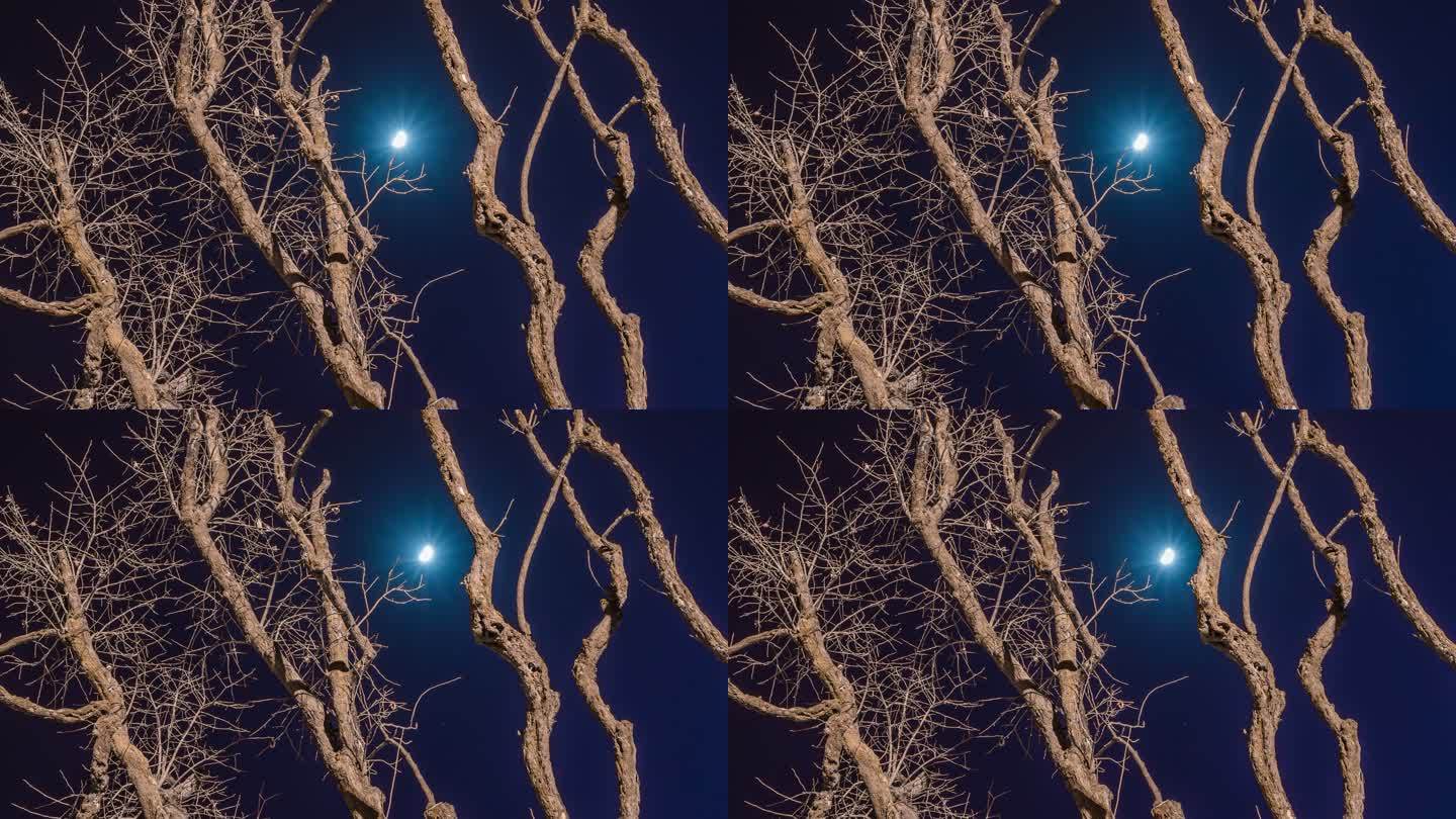 月亮 树木