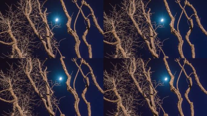 月亮 树木