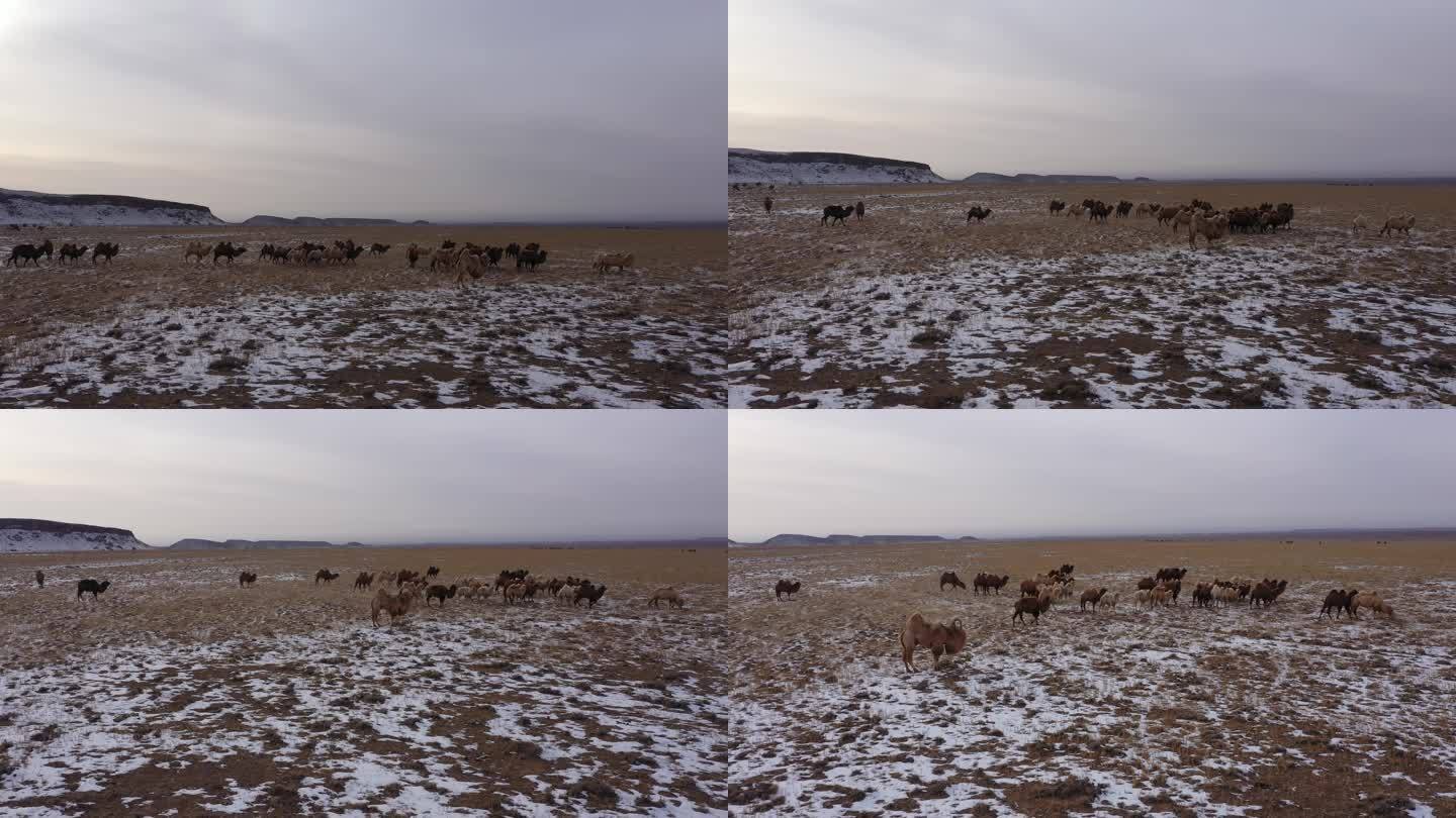 戈壁滩骆驼 绿色天然草原畜牧业