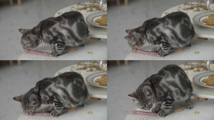 喵咪小猫吃食视频