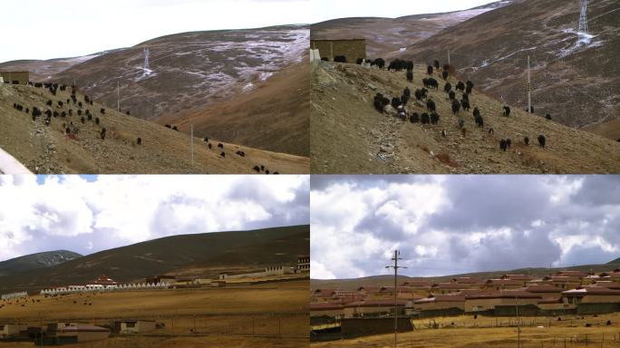 川藏 川西藏民放牧牦牛
