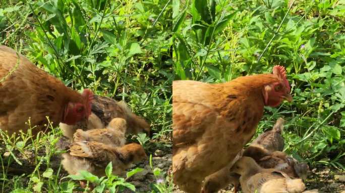 细心的鸡妈妈带着年幼的小鸡散步。