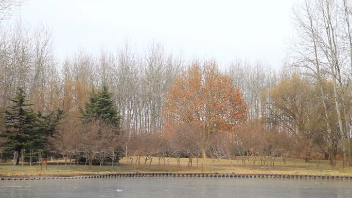 冬季公园结冰湖面湖边周圈美景