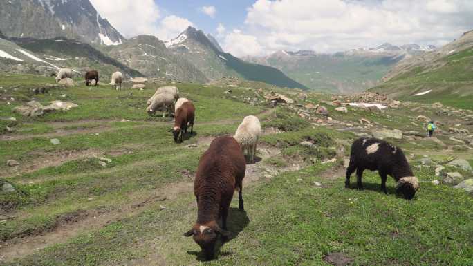 羊在山上吃草牧区景色高原景色高山气候