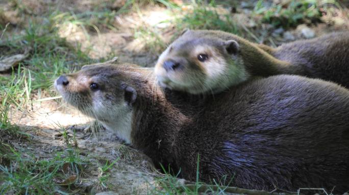 欧亚水獭夫妇野生动物水獭旱獭自然