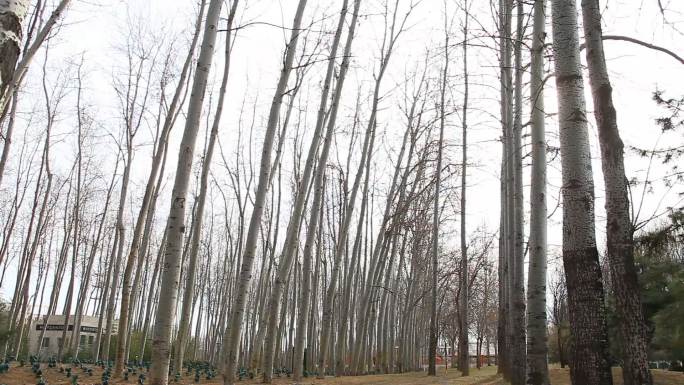 冬季高大挺拔的白杨树和树林摇镜头拍摄