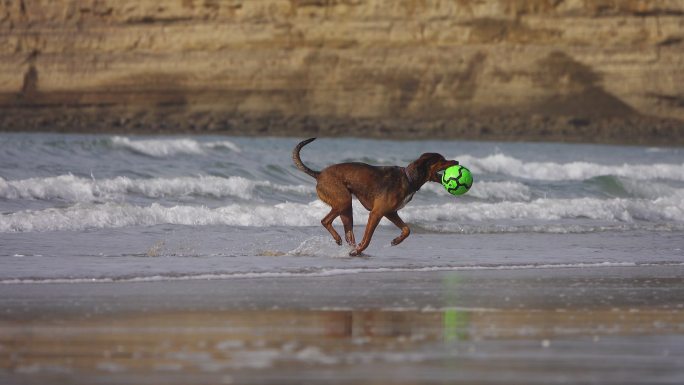 一只叼着球在海滩上奔跑的狗
