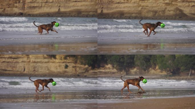 一只叼着球在海滩上奔跑的狗