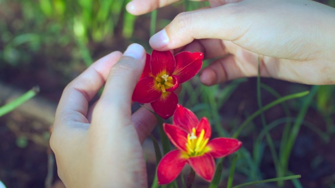 手的特写试图迫使雨百合花盛开。