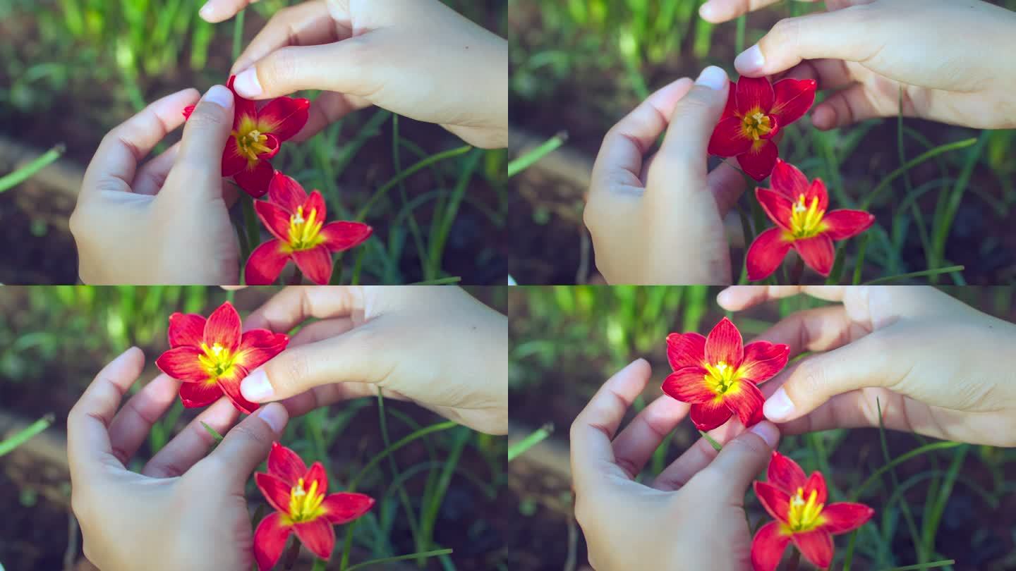 手的特写试图迫使雨百合花盛开。