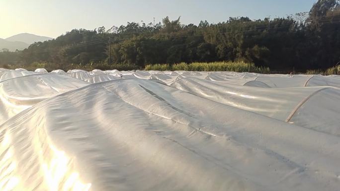 薄膜保温保护树防冷冻田间树苗基地水田育苗