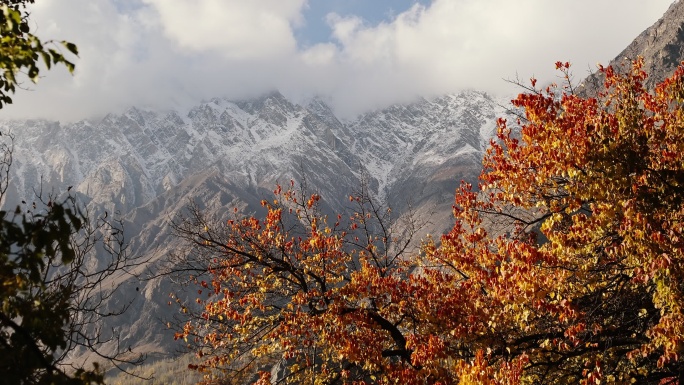 喜马拉雅山的秋天秋天唯美雪山红黄色森林树