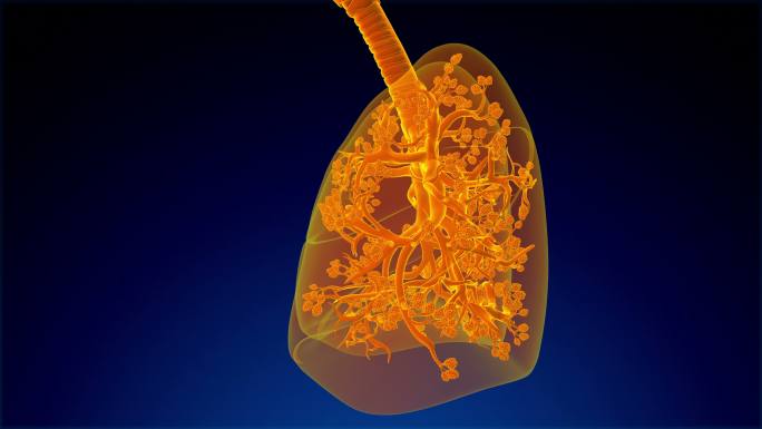 呼吸系统呼吸道呼吸系统动画特效人体肺部