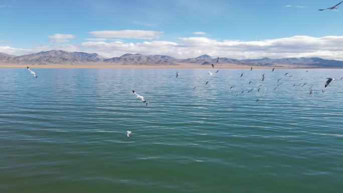 航拍西藏圣湖洞措飞鸟