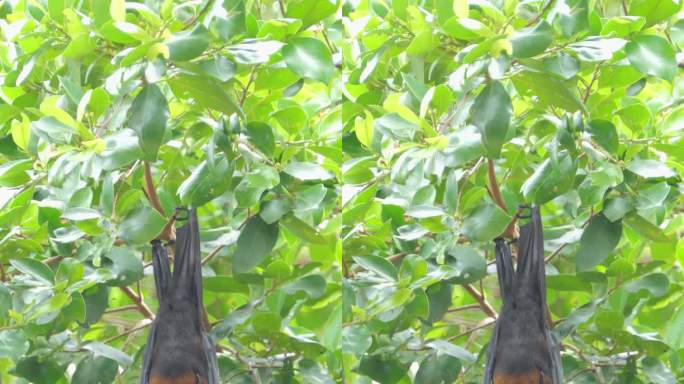 热带雨林中挂在树上的普通飞狐蝙蝠。