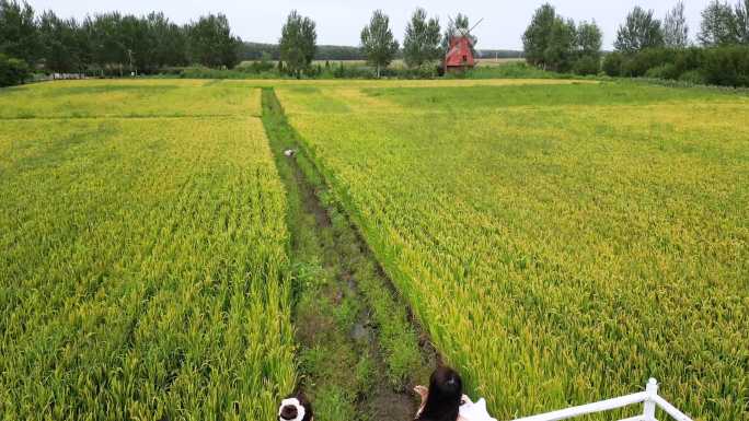 美女游走在水稻田的栈道 风吹麦浪 升格