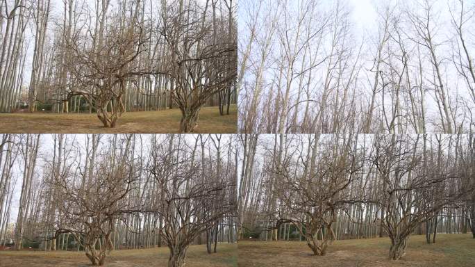 冬季白杨树和两棵树枝枝干盘龙交错的树