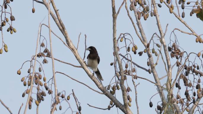 Brown Jay，墨西哥