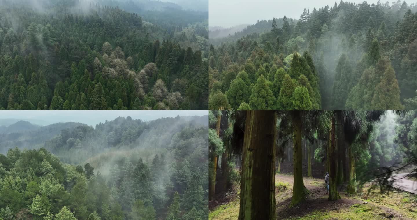 暮光之城云雾森林航拍空镜