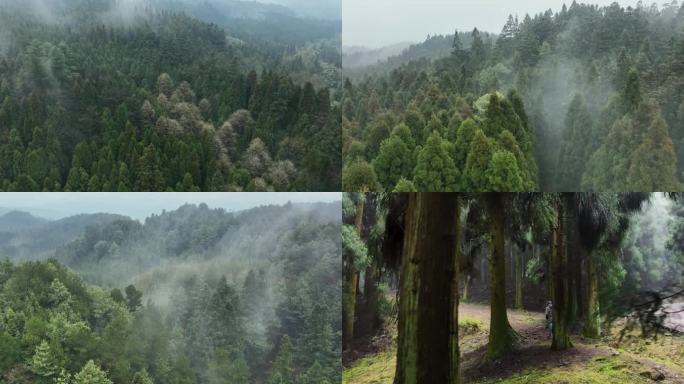 暮光之城云雾森林航拍空镜