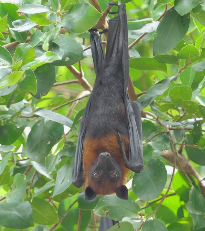 热带雨林中挂在树上的普通飞狐蝙蝠。