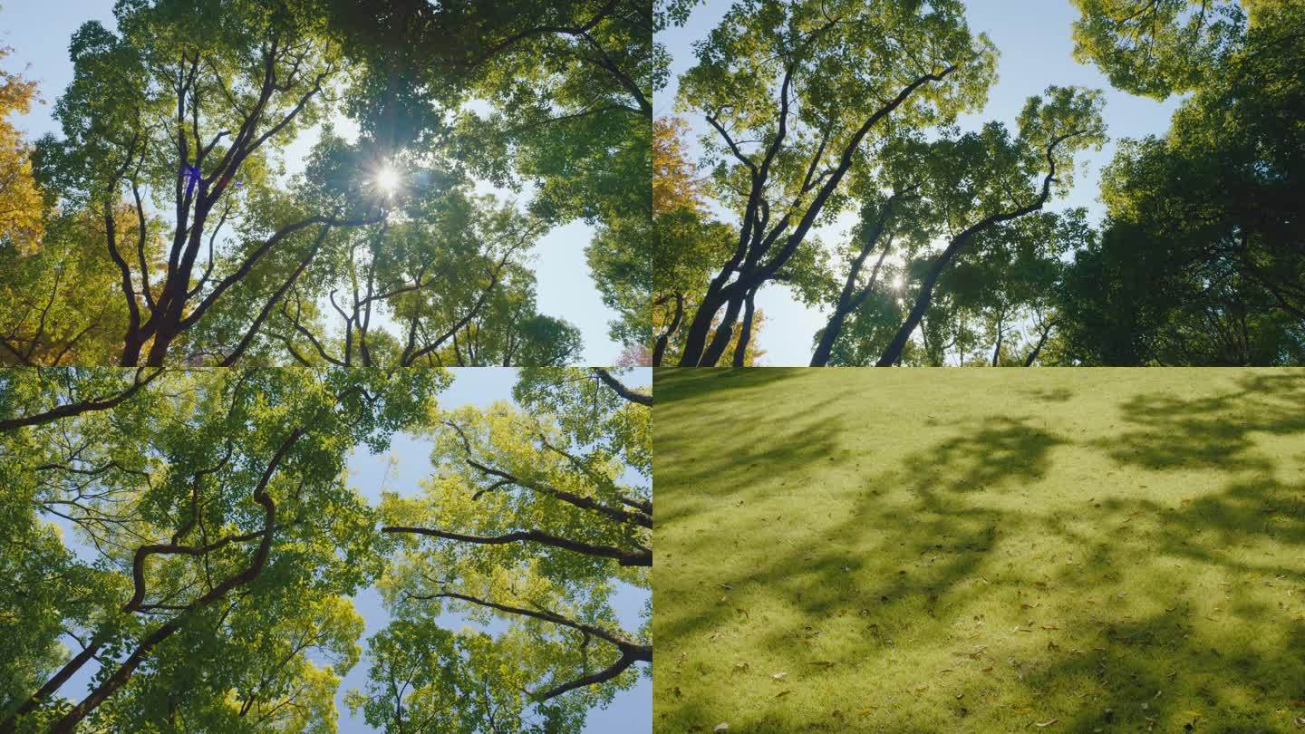 处暑夏天林荫树荫大道城市绿道