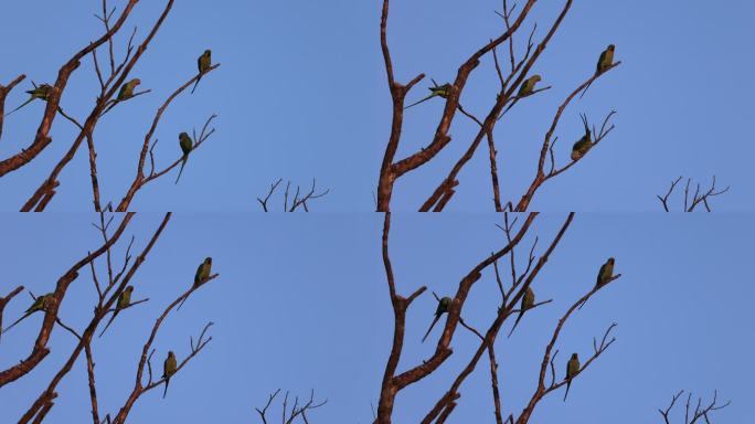 枝头的野生鹦鹉种群