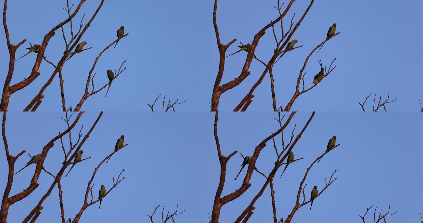 枝头的野生鹦鹉种群