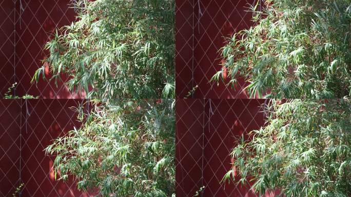 中午阳光红墙前的绿竹随风摇曳