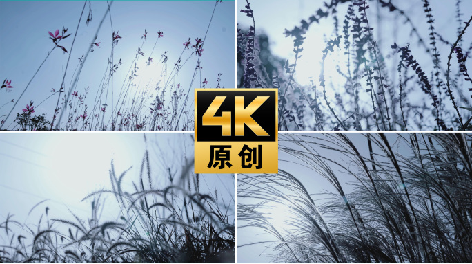【4K】日式风铃唯美野草逆光
