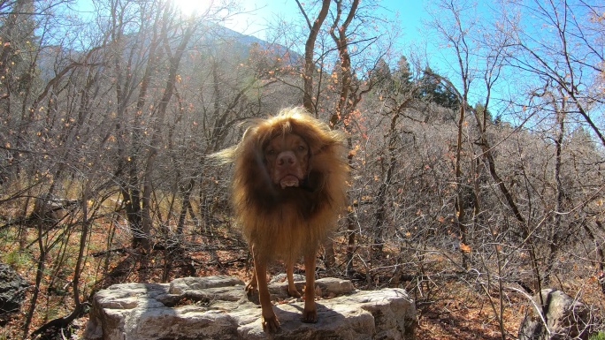 狮子狗咆哮-狩猎沙漠-狩猎雄狮