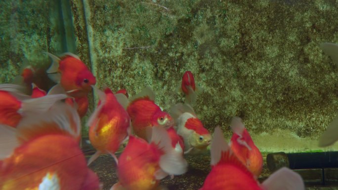 金鱼缸水下灯光金鱼视频