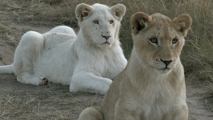 白色和黄褐色的幼狮兄弟姐妹