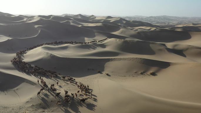 沙漠素材自然景色沙漠骆驼 环境 驼铃