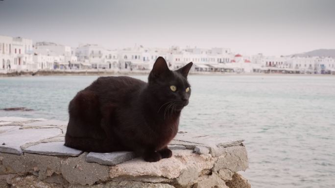 希腊米科诺斯岛著名的猫