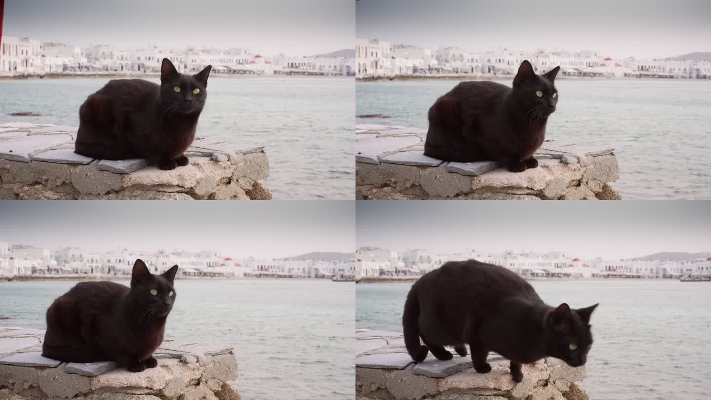 希腊米科诺斯岛著名的猫