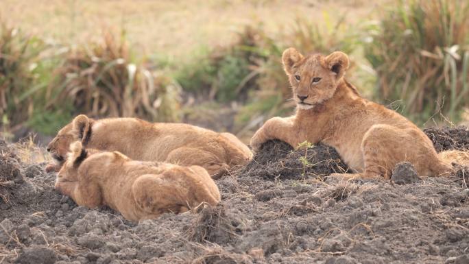 非洲狮幼崽自由自在保护区悠闲