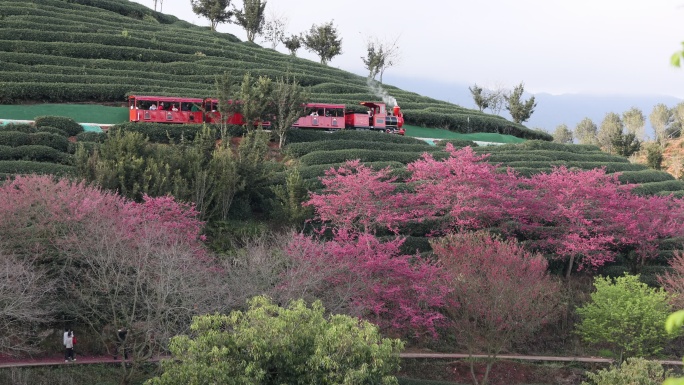 樱花茶田小火车