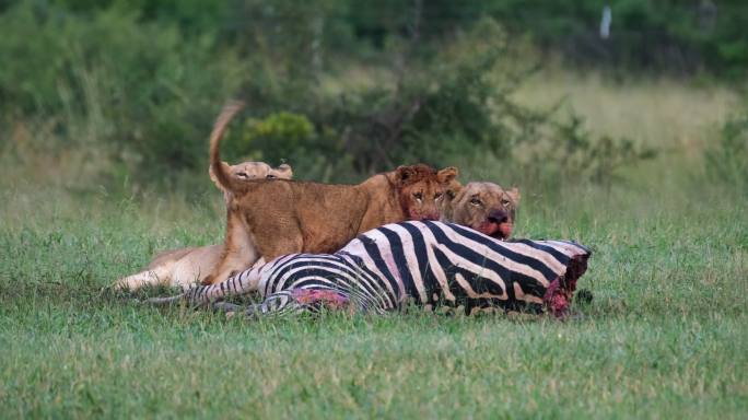野生非洲狮与最近捕获的斑马