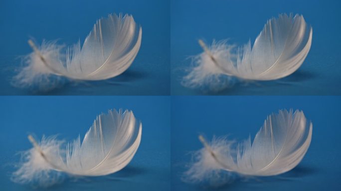 单个白色羽毛及其在蓝色背景上的光效应