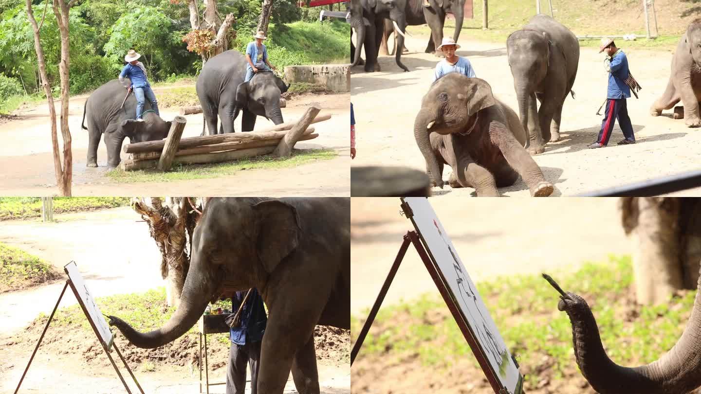 泰国大象骑行和表演