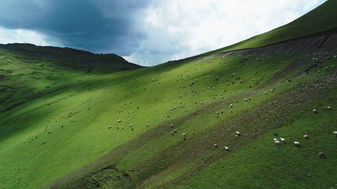 航拍夏天新疆草原牛羊成群漫山遍野